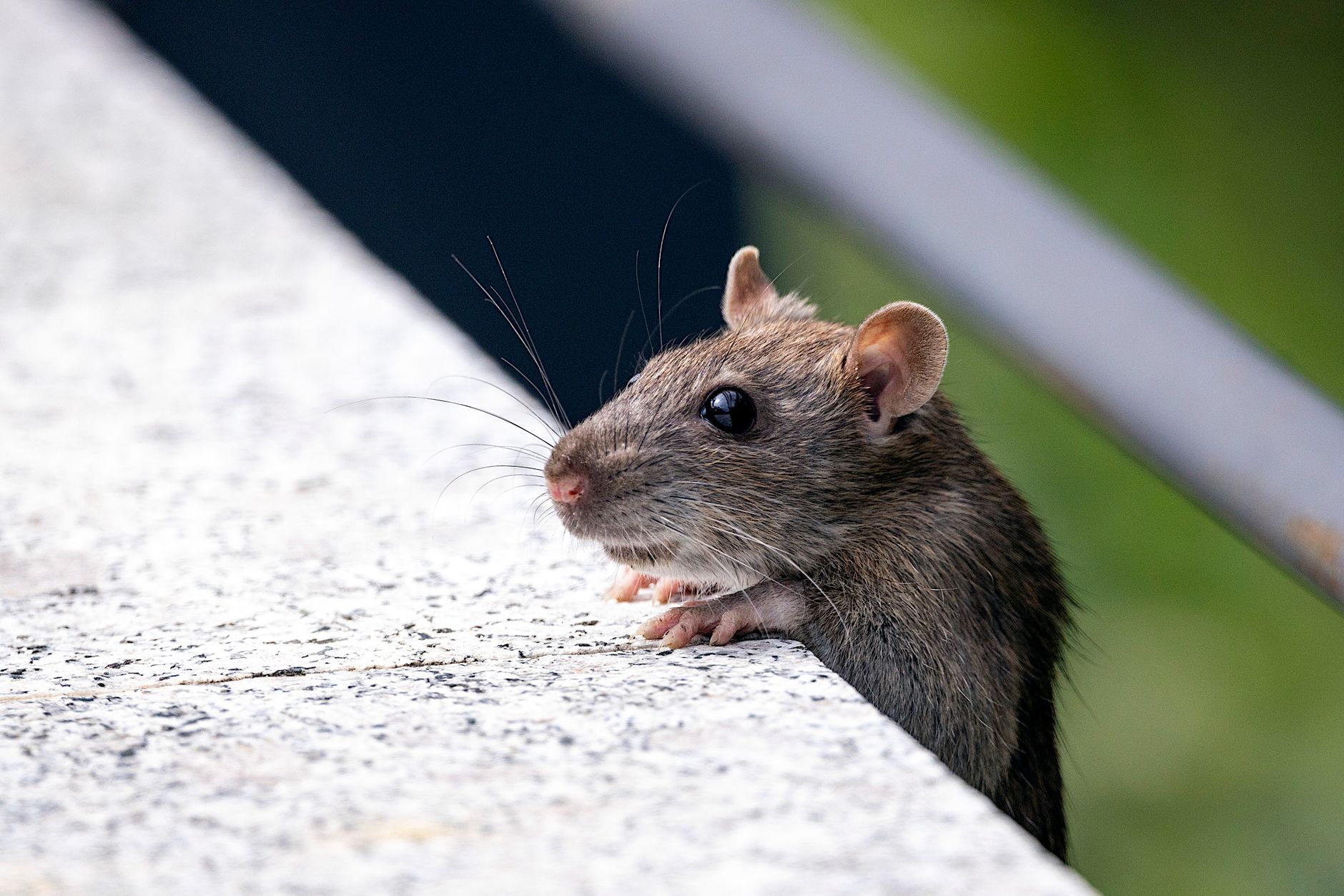 Désinsectisation dératisation à Villeneuve-le-Roi